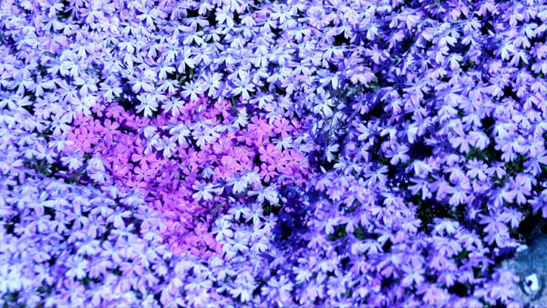 Wallpaper Phlox, Many, Spring, Flowers, Small, Purple