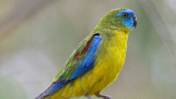 Wallpaper Background, Shallow, Colorful, Desktop, Bird, Birds