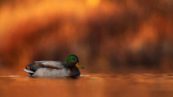 Wallpaper Duck, Birds, Blur, Floating, Water, Background, Brown, With, Desktop