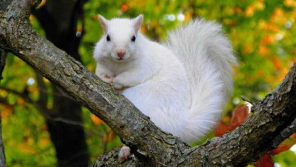 Wallpaper White, Blur, Standing, Tail, Squirrel, Fur, Branch, Tree, Green, Background