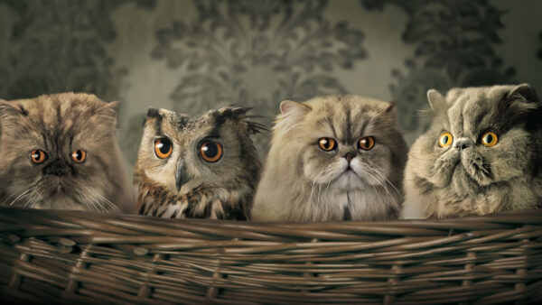 Wallpaper Desktop, Cute, And, Owl, Cat, Cats