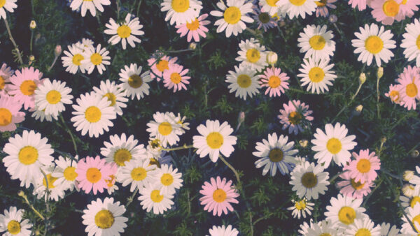 Wallpaper Tumblr, Flowers, Desktop, Yellow, White, Leaves, With