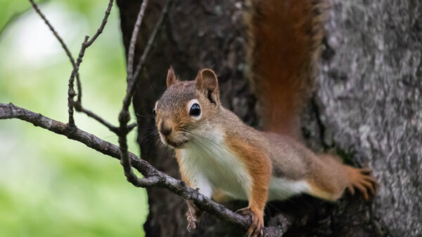 Wallpaper Squirrel, Climbing, Branch, Small, Desktop, Dry, Fox