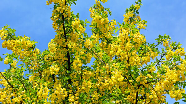 Wallpaper Branches, Yellow, Sky, Leaves, Flowers, Blue, Tree, Green, Background