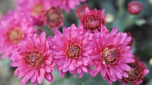 Wallpaper Flowers, Pink, Spring, Chrysanthemum, Background, Desktop