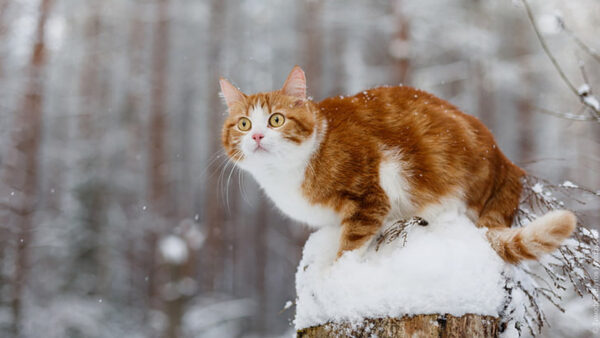 Wallpaper With, Trunk, Look, Cat, Brown, Yellow, Tree, Stare, Eyes, White, Sitting, Snow