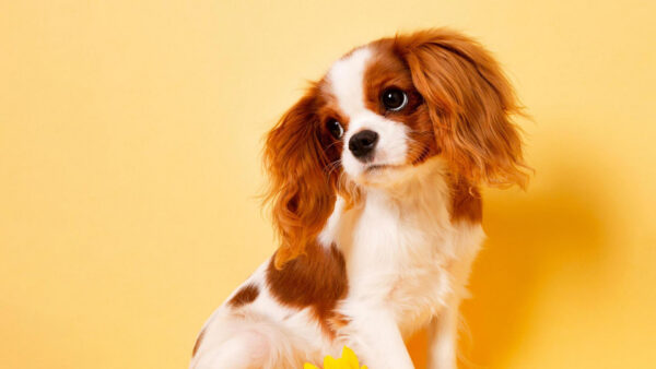 Wallpaper Puppy, Dark, Yellow, White, Dog, Background, Brown