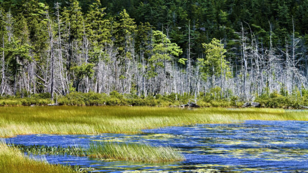 Wallpaper Trees, Green, Surrounded, Forest, Lake, Nature, Background, Covered, Grasses