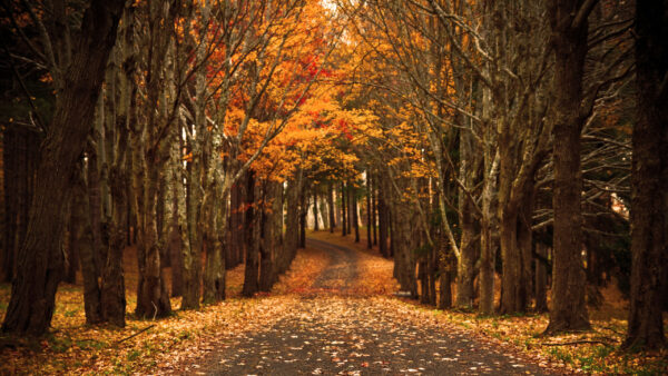 Wallpaper Daytime, Autumn, Yellow, Trees, During, Leaves, Forest, Nature, Road, Dry, Between, With, Red