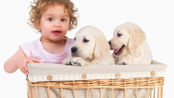 Wallpaper Sitting, Dog, Child, Puppies, Inside, Desktop, Bamboo, Baby, Basket, Cute, Near