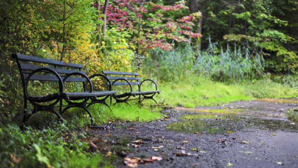 Wallpaper Garden, Grass, Flowers, Nature, Park, Trees, Green, Autumn, Colorful, Benches