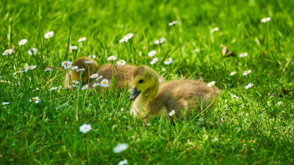 Wallpaper Birds, Are, White, Ducklings, Sitting, Flowers, Grass, Green