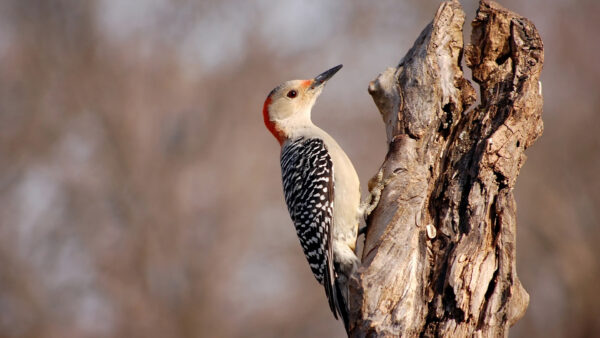 Wallpaper Bird, Woodpecker, Background, Red-Bellied, Blur, Tree, Birds, Trunk