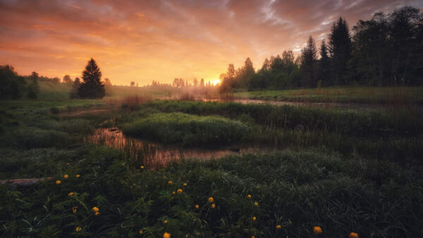 Wallpaper Background, Grass, Field, Forest, Plants, Yellow, Green, Flowers, Nature, Bushes, During, Trees, Sunset
