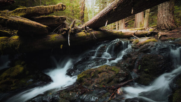 Wallpaper Algae, Rock, Trunk, Green, Water, Covered, Under, Stream, Tree, Nature