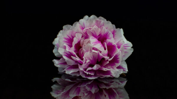 Wallpaper Background, Purple, White, Black, Petals, Flower