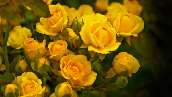 Wallpaper Yellow, Flowers, Roses, Beautiful, Background, Green, Blur, Leaves