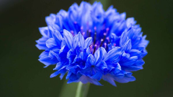 Wallpaper Petals, Background, Flowers, Flower, Green, Blue