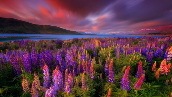 Wallpaper Mountain, Flower, Sunset, Lupine, Purple, Flowers, Lake, During, Sky