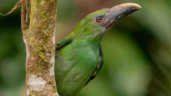 Wallpaper Birds, Bird, Blur, Green, Toucanet, Background, Emerald