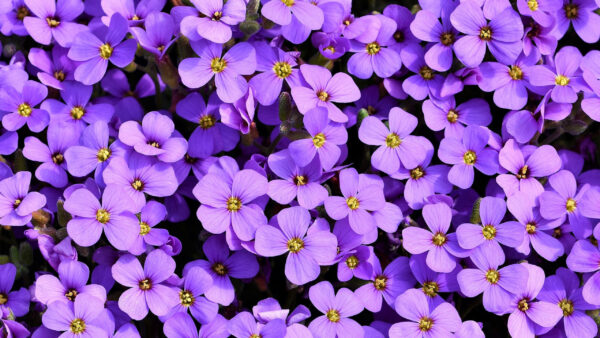 Wallpaper Flowers, Purple, Light, Bunch