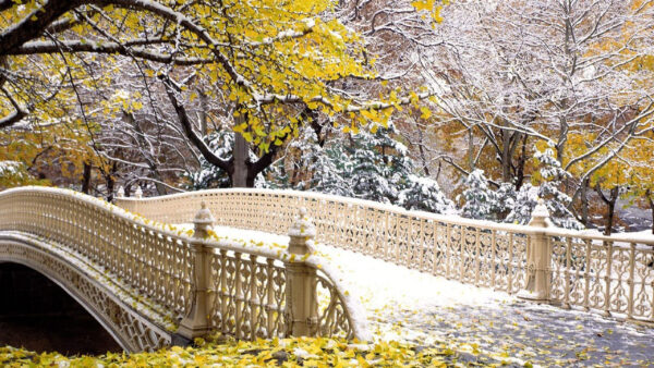 Wallpaper Covered, Snow, And, Fall, Bridge, Tree, Branches, Leaves, Yellow