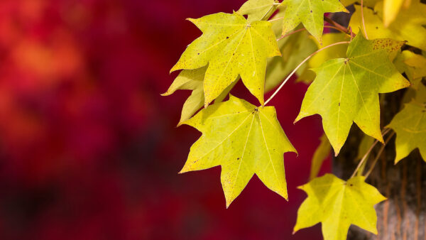 Wallpaper Fall, Autumn, Green, Background, Red, Leaves, Blur