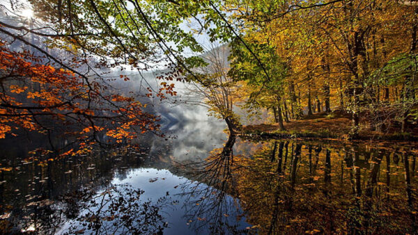 Wallpaper Reflection, Orange, Water, Autumn, Yellow, Trees