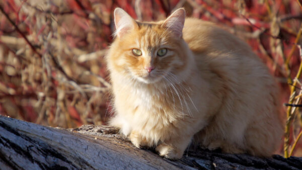 Wallpaper Light, Trunk, Brown, Cat, Sitting, Wood, Background, White, Blur