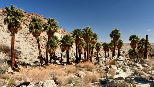 Wallpaper Desktop, Nature, During, Trees, Background, Sky, Blue, Daytime, Rock, Stones, Mountain, Desert, Mobile, Palm