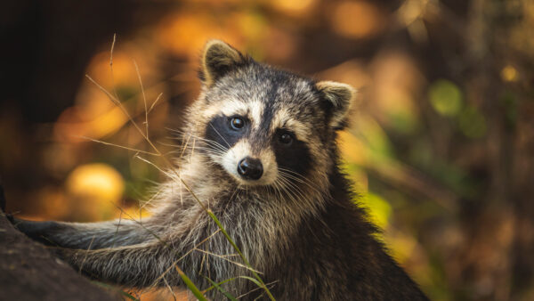 Wallpaper Look, Trunk, With, Raccoon, Desktop, Tree, Mobile, Blur, Background, Bokeh, Stare