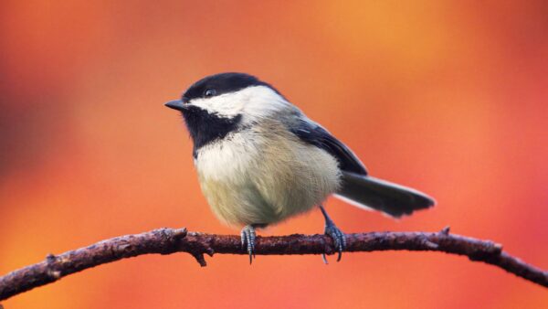 Wallpaper Red, Bird, Tree, Background, Branch, Standing, Blur, Titmouse, Yellow, Birds