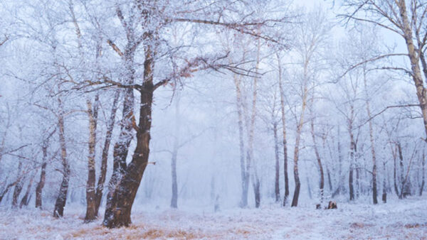 Wallpaper Covered, With, Snow, Forest, Mist, Winter, Fog, Trees