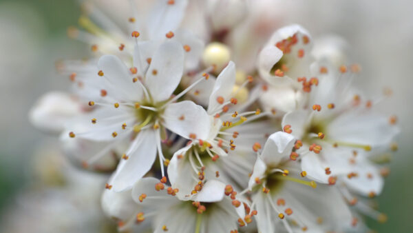 Wallpaper Blur, White, Stamens, Cherry, Petals, Background, Flowers