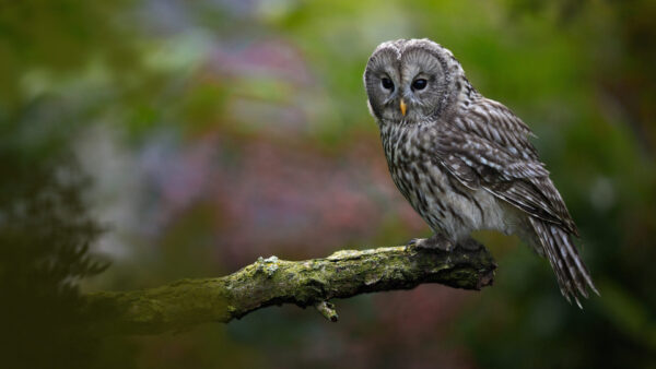 Wallpaper Yellow, Blur, Owl, White, Tree, Background, Brown, Standing, Branch, Beak, Edge