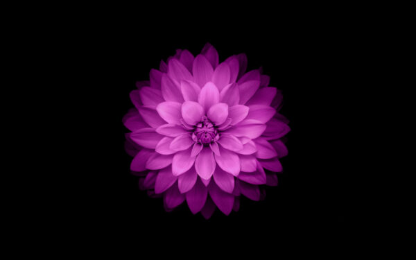 Wallpaper Flower, IPhone