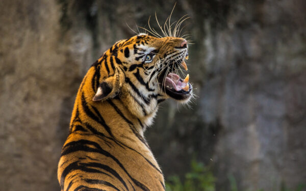 Wallpaper Roaring, Zoo, Tiger