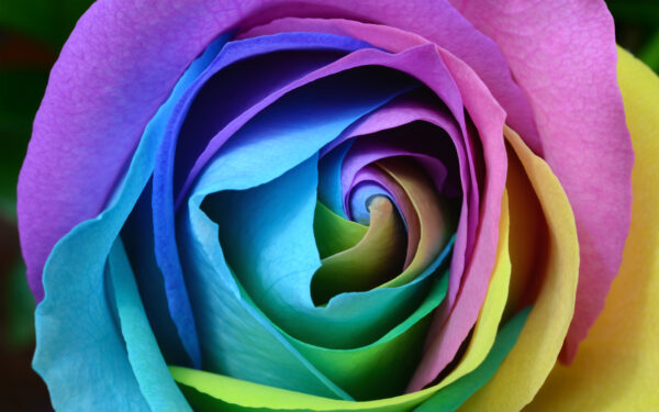 Wallpaper Colorful, Rose