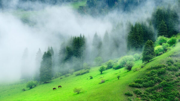 Wallpaper Nature, Desktop, Green, During, Mist, Morning, Mobile, With, Forest, Time, Mountain