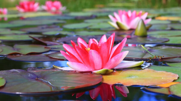 Wallpaper With, Pink, Lily, Flowers, Flower, Water, Leaves