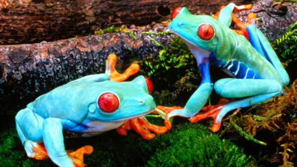 Wallpaper Desktop, 4k, Pc, Images, Cool, Animals, Frog, Background