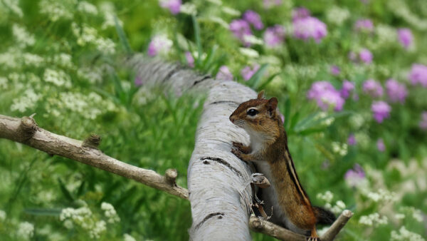 Wallpaper Background, Tree, Desktop, Daytime, Animals, Chipmunk, Trunk, Standing, With, Blur, Mobile