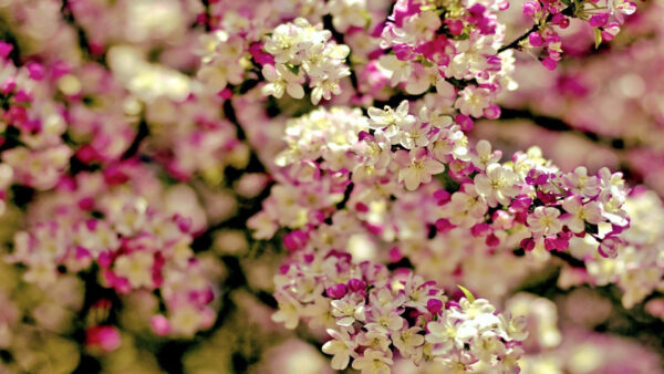 Wallpaper Desktop, Flowers, White, Blossom, Pink, Branch