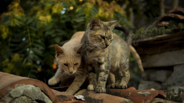 Wallpaper Gray, Cat, Desktop, Light, Mobile, Cats, Brown, And