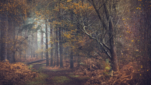 Wallpaper Mobile, Nature, Fall, Pathway, Desktop, Forest, During