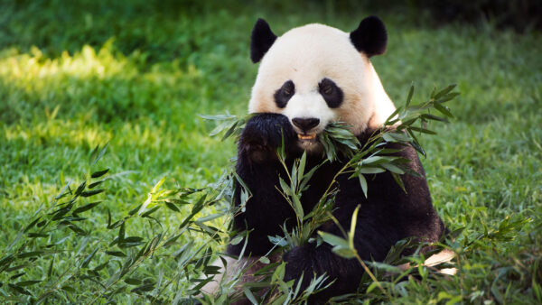 Wallpaper Panda, Eating, Leaves, Desktop