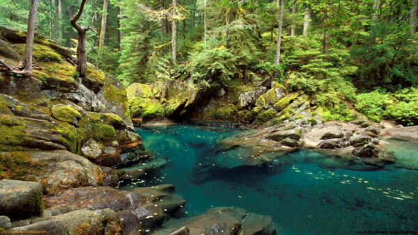 Wallpaper Forest, Surrounded, Covered, Between, Green, Rocks, Algae, Lake, Nature, Trees