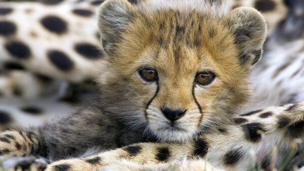 Wallpaper Baby, Tiger, Desktop, Closeup, View