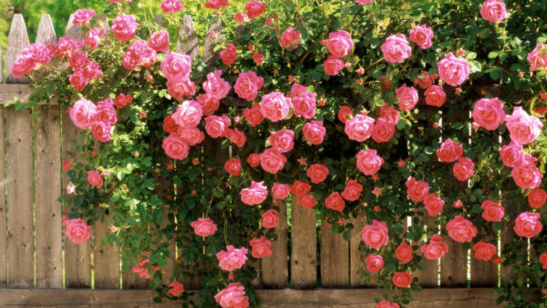 Wallpaper Fence, Leaves, Spring, Wood, With, Pink, Roses