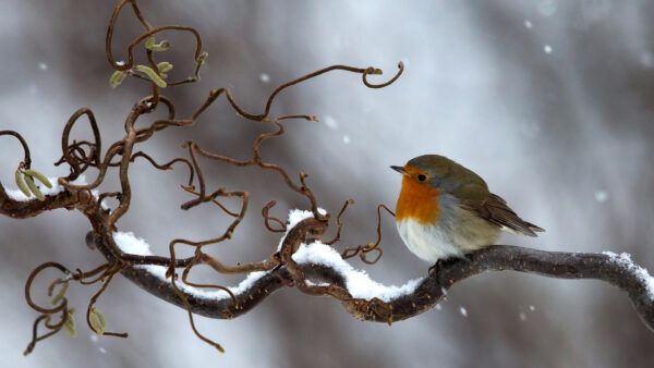 Wallpaper Orange, Birds, Bird, Sitting, Robin, Tree, Covered, Branch, White, Snow